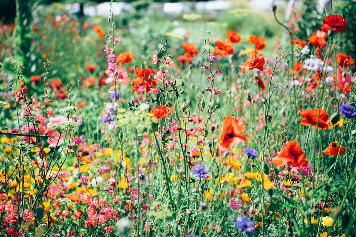 Tra i fiori di Toscana