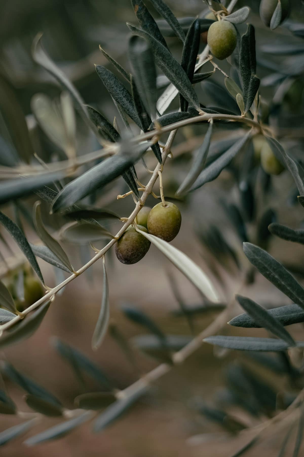 Visita al frantoio e degustazione dell'olio