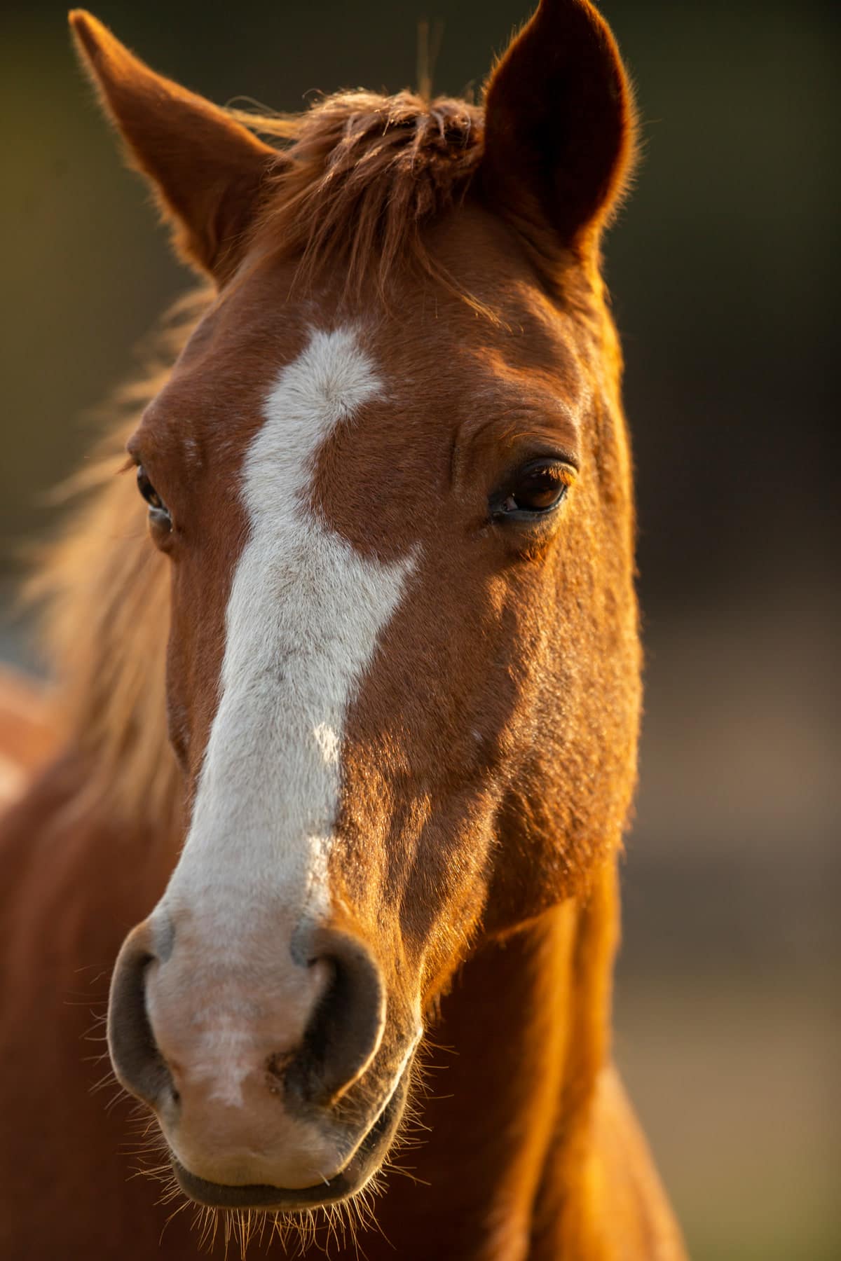 Passeggiata a cavallo