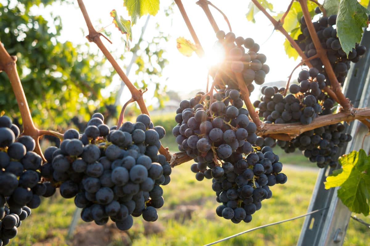 Vendemmia