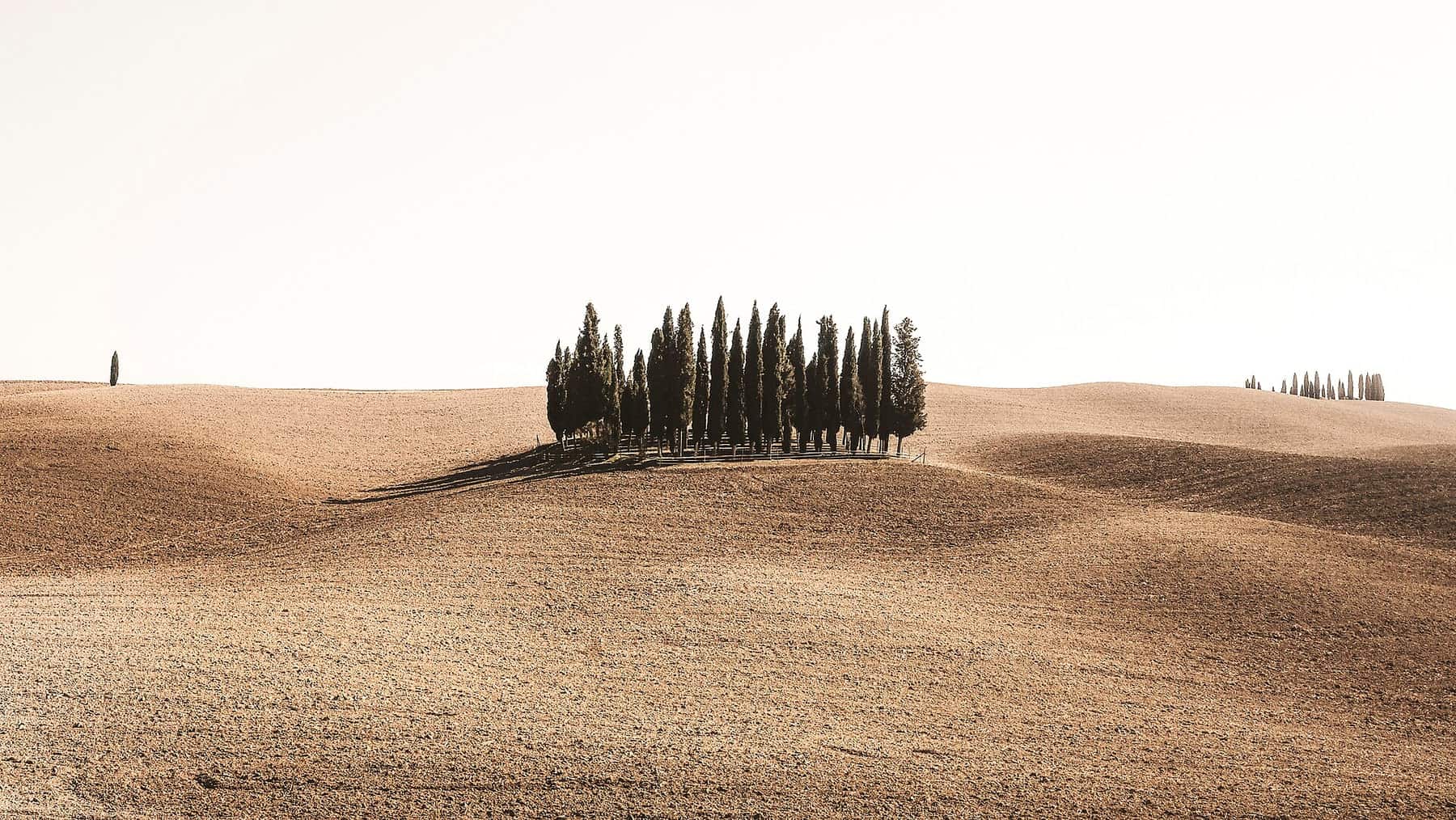 Boschetto di cipressi su colline dorate in Val d Orcia