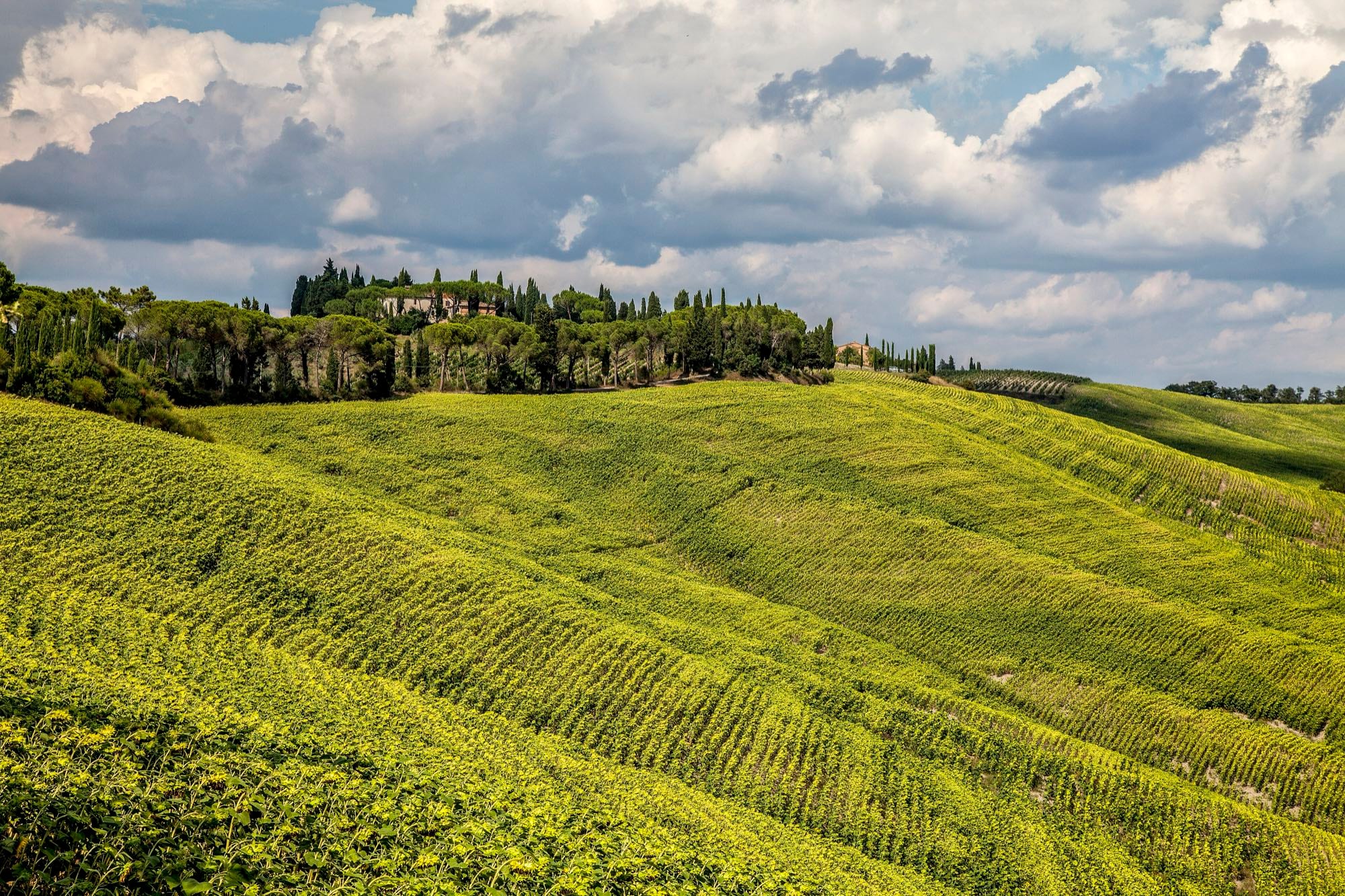 Colline verdi con filari e casolare tra i cipressi
